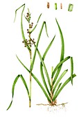 Great fen sedge (Cladium mariscum),illustration