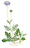 Small scabious (Scabiosa columbaria),illustration