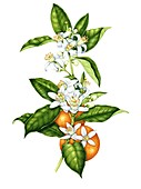 Sweet orange (Citrus sinensis),illustration