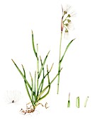 Broad leaved cottongrass,illustration