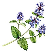 Catnip (Nepeta cataria),illustration