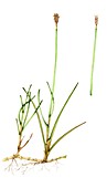 Dioecious sedge (Carex dioica),illustration