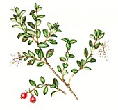 Lingonberry (Vaccinium vitis-idaea),illustration