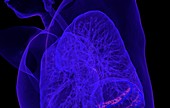 Human lungs,3D CT scan