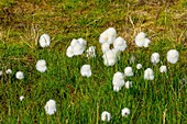 Arctic cotton grass (Eriophorum callithrix)