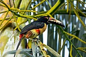 Collared aracari