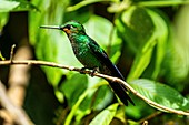 Green-crowned brilliant hummingbird