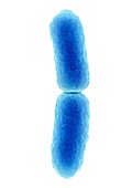 E. coli bacterium dividing,SEM