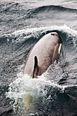 Orca in Fournier Bay,Antarctica