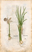Saffron plants,16th century