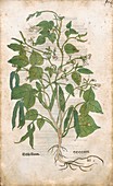 Common bean plant,16th century