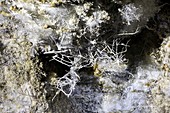 Delicate araganite structures in cave
