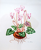 Persian cyclamen (Cyclamen persicum) flower,illustration