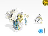Coronavirus spike protein,illustration
