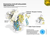 Coronavirus spike protein,illustration