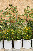 Companion planting: tomatoes and Tagetes growing in white buckets