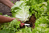 Cutting a fresh lettuce from the vegetable patch