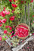 Basket of freshly picked roses in garden next to rose bush