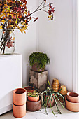 Branches with autumn leaves in a glass vase, green plants and plant pots on the floor
