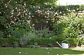 Climbing roses on screening fence in bed edged with box hedge