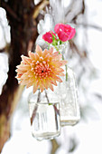 Dahlia and roses edged with frost in suspended bottles
