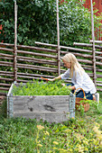 Woman working in raised bed in front of Scandinavian fence in garden