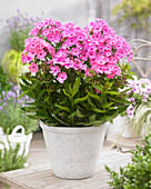 Phlox Sweet Summer Candy