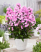 Phlox paniculata 'Sweet Summer Fragrance'