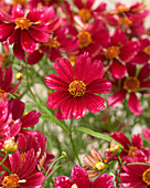 Coreopsis 'Main Street'