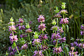 Monarda citriodora