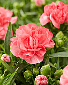 Dianthus caryophyllus 'Jolina'