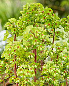 Euphorbia x martinii 'Ascot Rainbow'