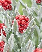 Helichrysum amorginum 'Red Jewel'
