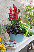 Turquoise tin bowl with gladiolus, dot flower and zinnias