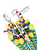 Taxol and microtubule molecules,illustration