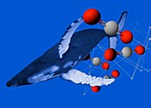 Carbon dioxide atoms and whale,illustration