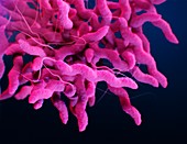 Campylobacter bacteria,illustration