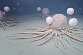 Immune system attacking cancer cells,illustration