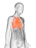 Illustration of an elderly man's lungs