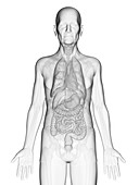 Illustration of an elderly man's internal organs