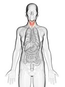 Illustration of an elderly man's thyroid