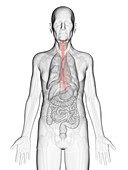Illustration of an elderly man's esophagus