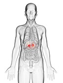 Illustration of an elderly man's adrenal glands