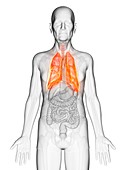 Illustration of an elderly man's lung