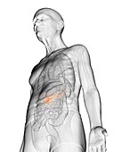 Illustration of an elderly man's pancreas