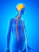 Illustration of an old man's brain and nerves