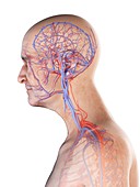 Illustration of an old man's arteries and veins of the head