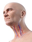 Illustration of an old man's blood vessels of the throat