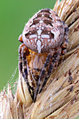 Cross orbweaver spider