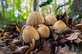 Mica cap mushroom